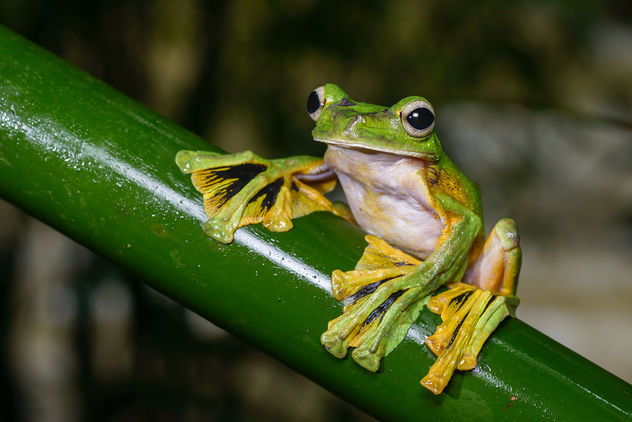 Rhacophorus nigropalmatus, Wallace's flying frog - Khao Sok National Park - image gratuit #388057 