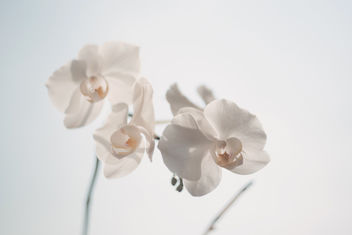 White orchid - image #388527 gratis