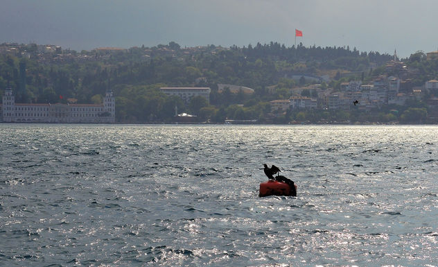 Turkey (Istanbul) Cormorant in the Bosphorous Strait - Free image #388587