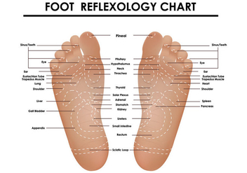 Foot Reflexology Chart - Free vector #390567