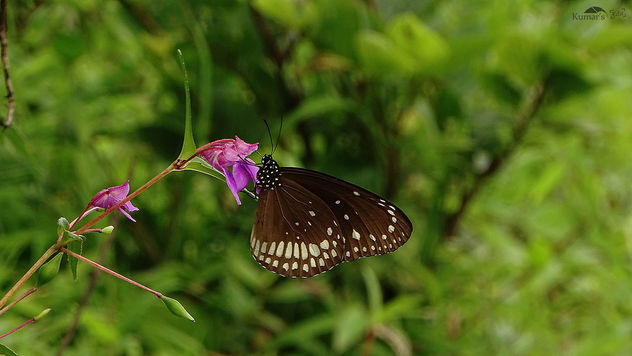 Butterfly on Flower Near Pune - Free image #392747