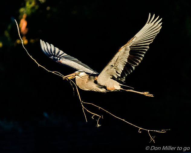 Great Blue Heron - image #394497 gratis
