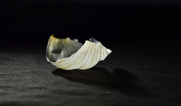 Garlic Wrapper - Kostenloses image #395077