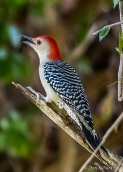 Red bellied woodpecker - image #395087 gratis