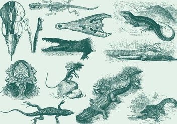 Vintage Reptile Illustrations - vector gratuit #395177 