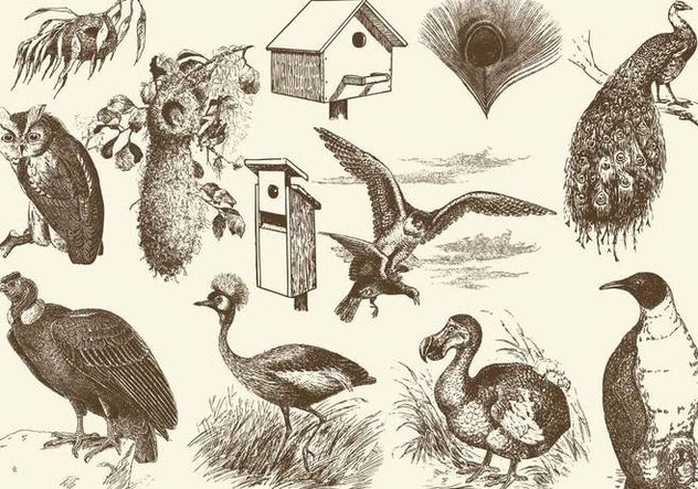 Birds And Nests Illustrations - бесплатный vector #395307