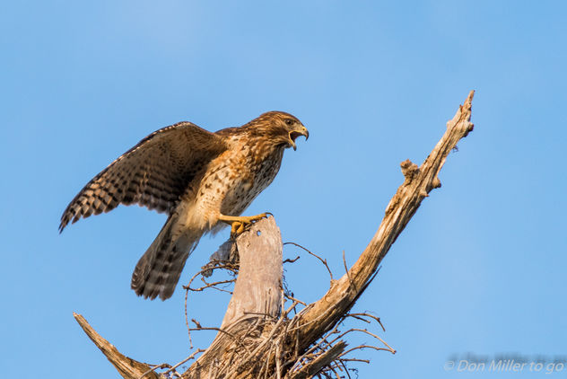 Red-tailed Hawk - image gratuit #403507 