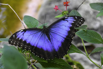 Blue Morpho Butterfly - бесплатный image #403857