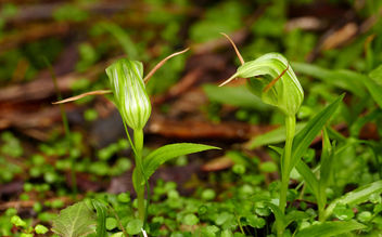 Greenhood orchids (Pterostylis species) - Free image #408707