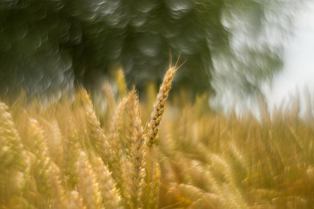 Crazy wheat - бесплатный image #409187