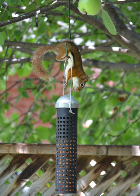 Red Squirrel Trying To Get Into The Bird Feeder - бесплатный image #409717