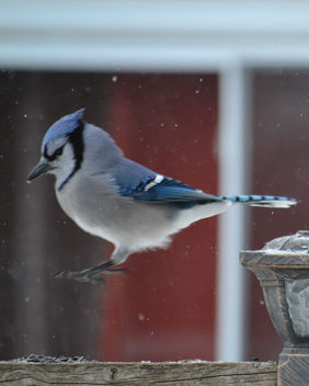 The Bluejay Hop - Free image #412437