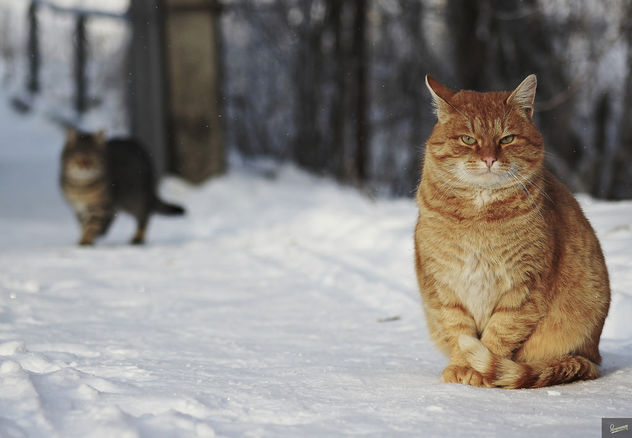 Homeless cats winter - image gratuit #413087 