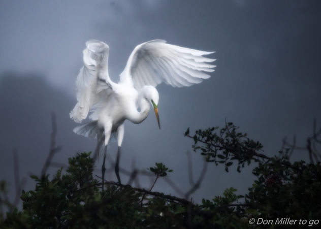 Great White Egret - image gratuit #413107 