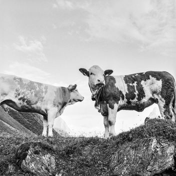 Alpine cows - image #415067 gratis