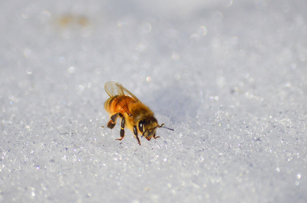 Honeybee in the snow - Free image #415087