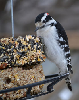 Downy Woodpecker - image #415227 gratis