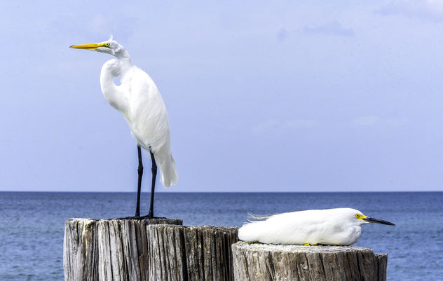 Egrets: Great & Snowy - Free image #416247