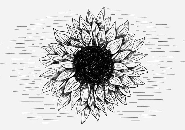 Free Vector Sunflower Illustration - vector gratuit #417077 