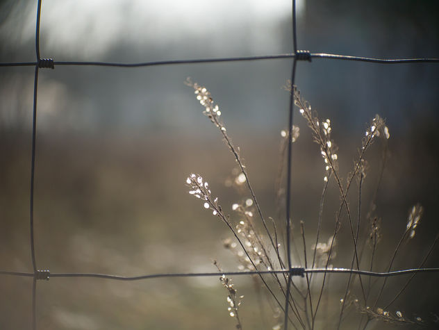 The good things are behind the fence - HFF! - image gratuit #421157 