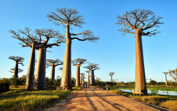 Allee des Baobabs - Free image #423947
