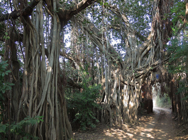 India (Ranthambhore National Park) Tunnel through huge banyan trees - бесплатный image #424437