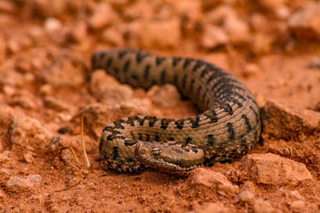 Snub-nosed viper (Vipera latastei) - бесплатный image #425507