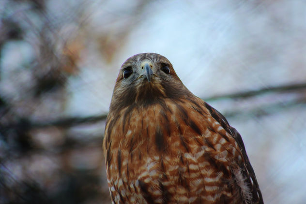 Red-Shouldered Hawk - image #426977 gratis