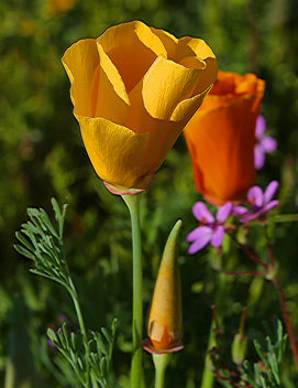 Yellow Poppy - image #427397 gratis