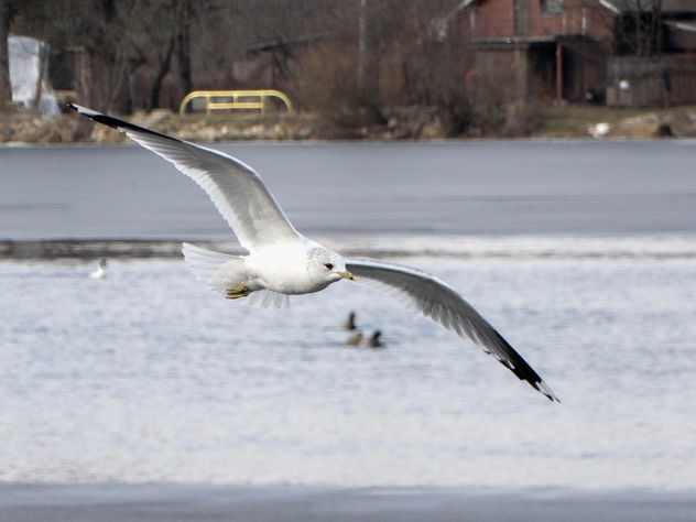 Common gull // Larus canus - бесплатный image #427537