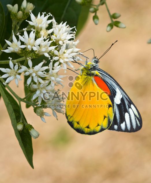 Butterfly on white flowers - image #428737 gratis