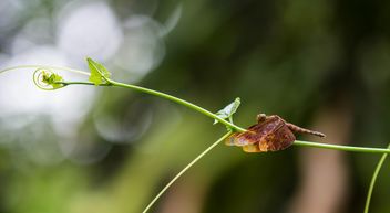 Dragonfly on green twig - image #428747 gratis