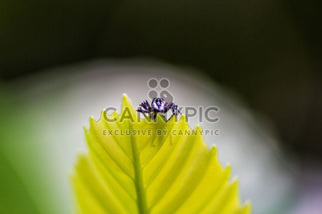 Jumping spider on leaf - image #428757 gratis