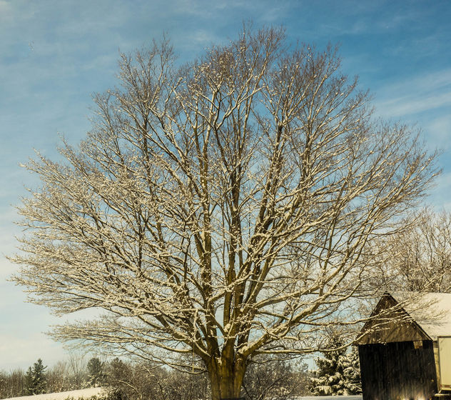 A beautiful snowy maple - image #428947 gratis