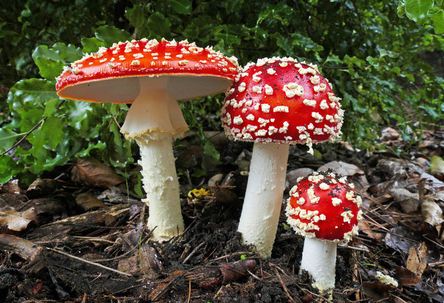Fly Agric. (Amanita muscaria) - image gratuit #429347 