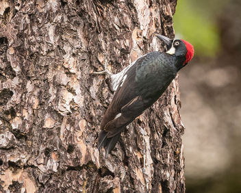 Acorn Woodpecker - image #431357 gratis