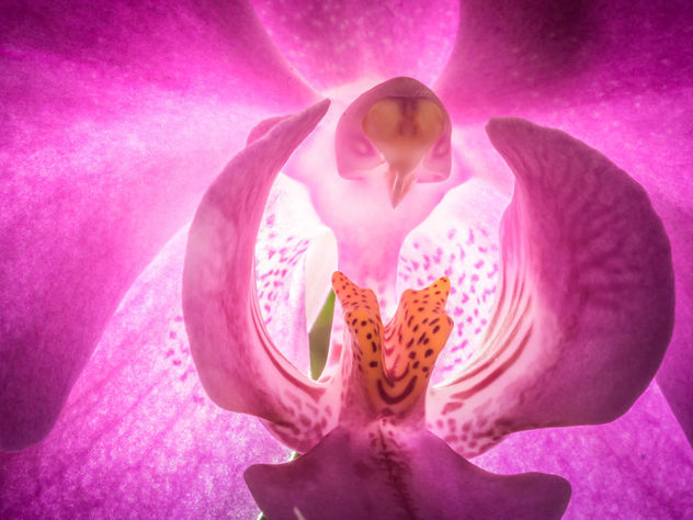 Orchid - image #432367 gratis