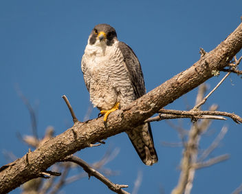 Peregrine Falcon - бесплатный image #432967