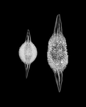 Spongotractus pachystylus - Radiolarians - 160x - image gratuit #434397 