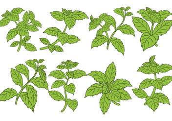 Stevia Leaf Vector Set - бесплатный vector #437197