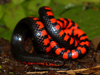 Western Mud Snake (Farancia abacura reinwardtii) - image #437567 gratis