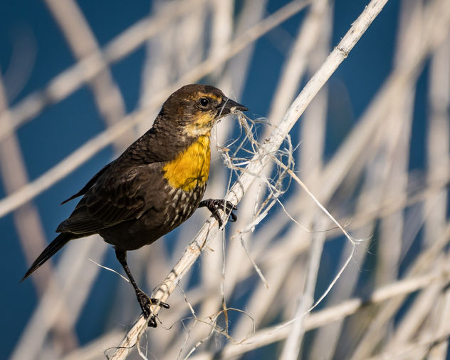Yellow-headed Blackbird (f) collecting nesting material from reeds - image #438877 gratis