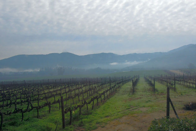 Chile (Valparaiso) Wet and foggy view of vineyards - Kostenloses image #438937