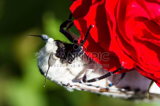 moth on red rose# - image gratuit #438987 
