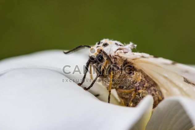 a dying moth on plumeria - Free image #438997