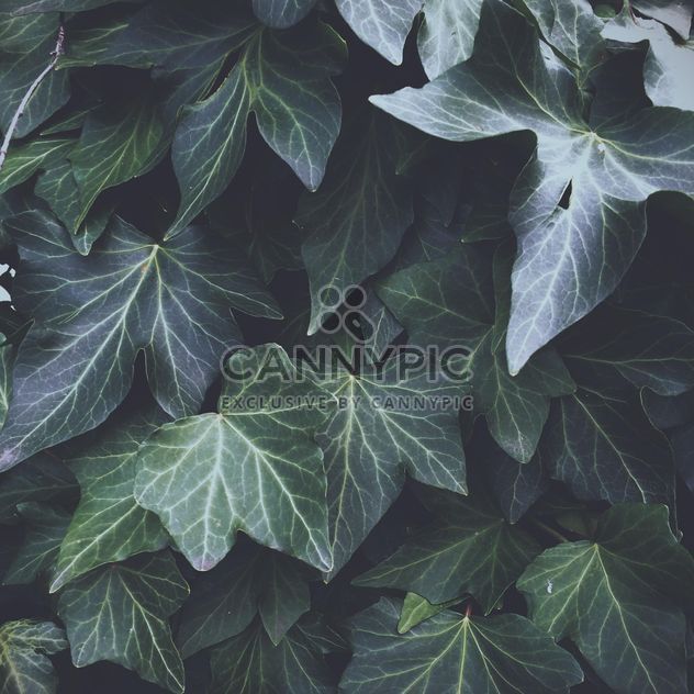 Leaves - Free image #439117
