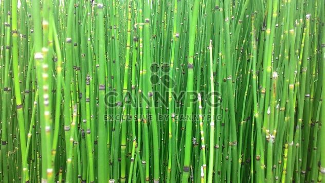 Green glass background - image gratuit #439127 