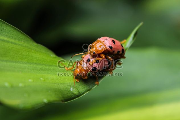 Sex of beetles - image #439167 gratis