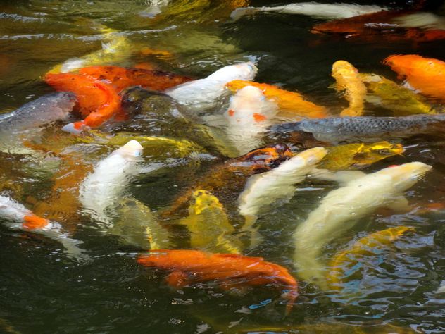 Fishes in pond - image #439217 gratis