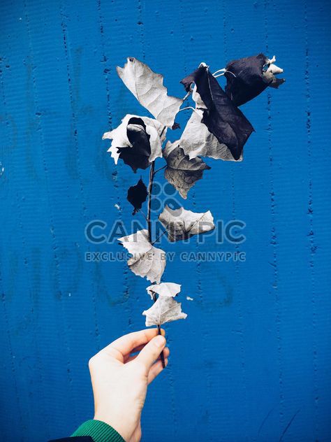 Branch with dry leaves in the hand over blue background - image gratuit #439237 